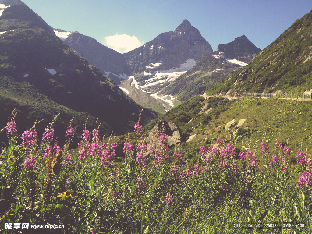 山间绽放的绚烂紫色野花