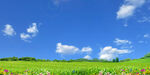 蓝天白云绿草地背景