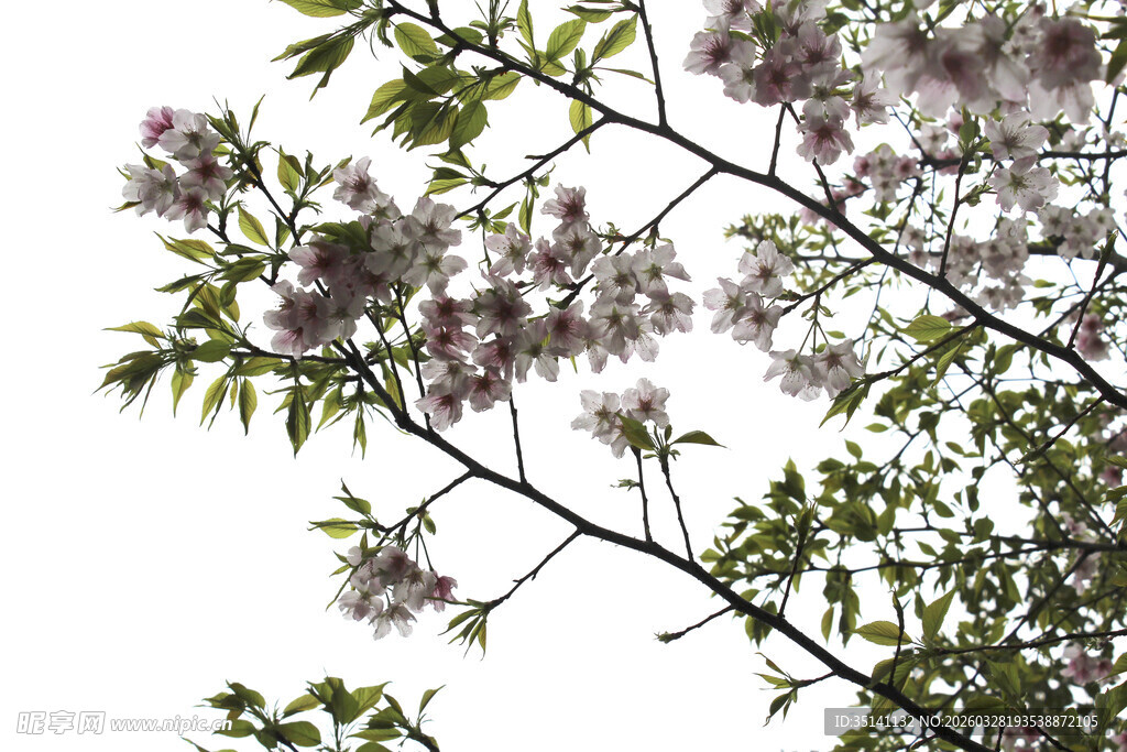 樱花