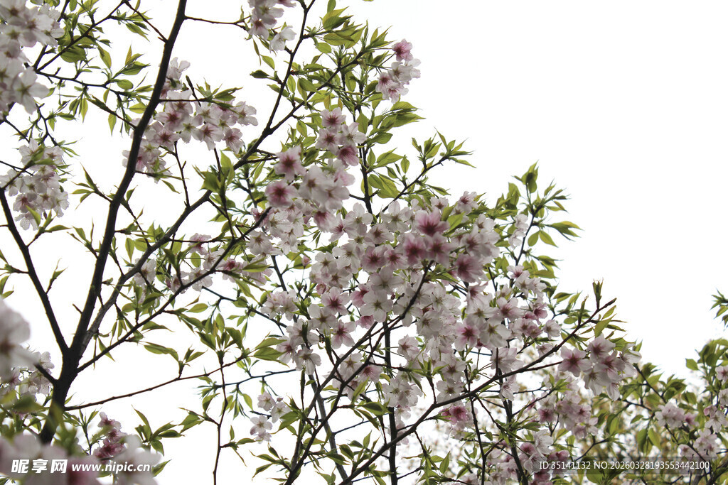 樱花