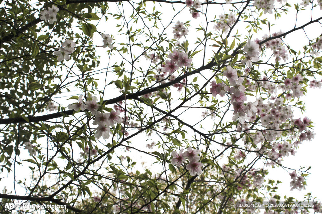 樱花