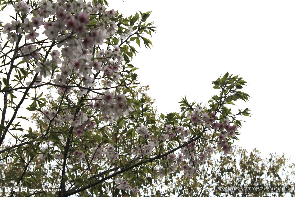 樱花