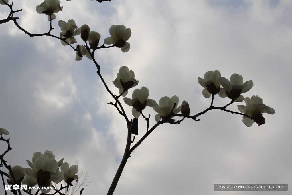 玉兰花