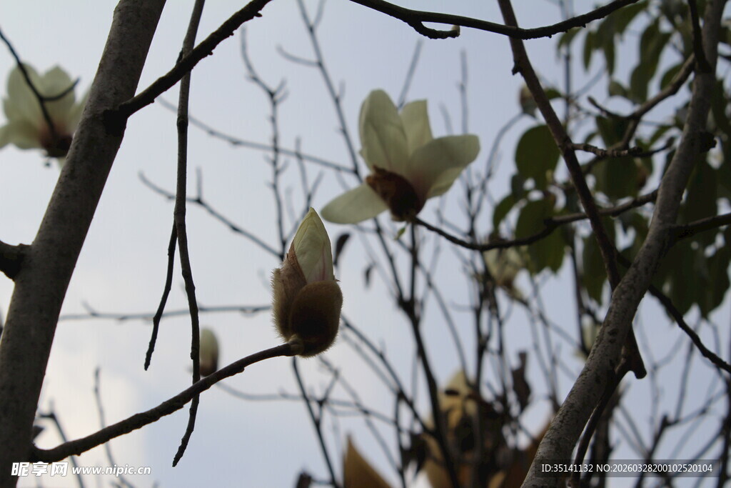 玉兰花