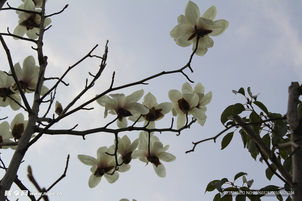 玉兰花