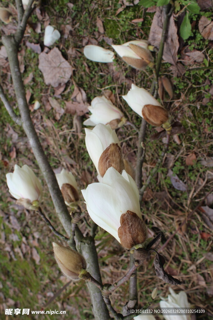 玉兰花