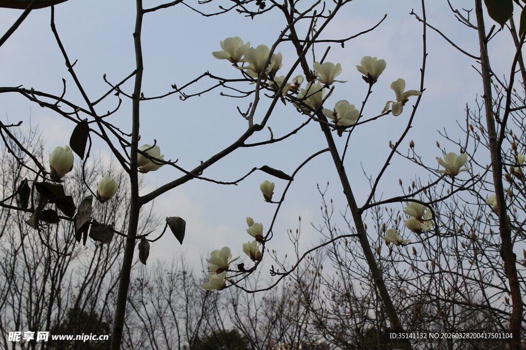 玉兰花