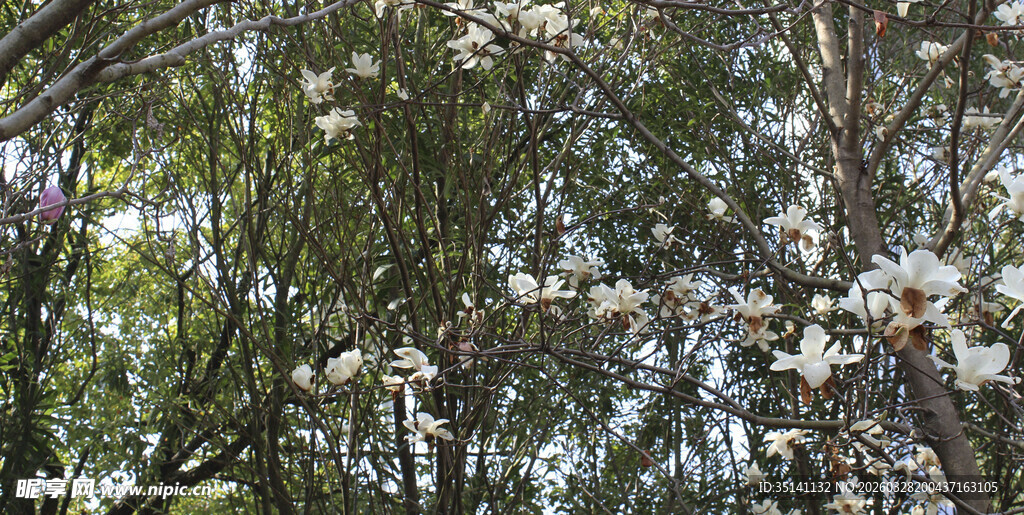 玉兰花