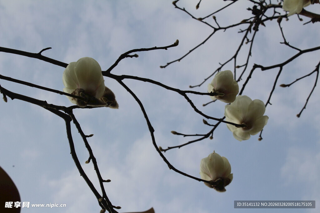 白玉兰花