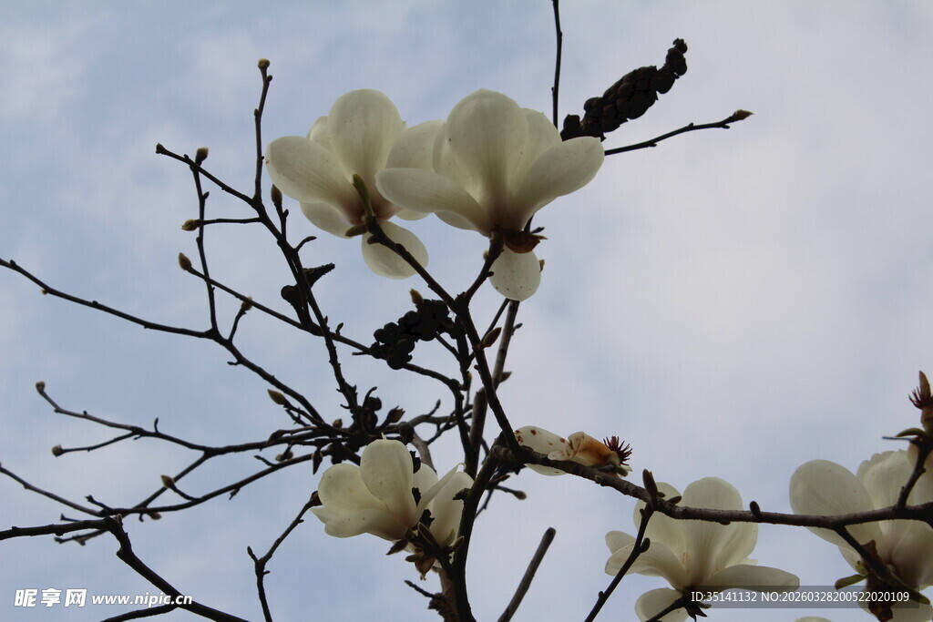 玉兰花