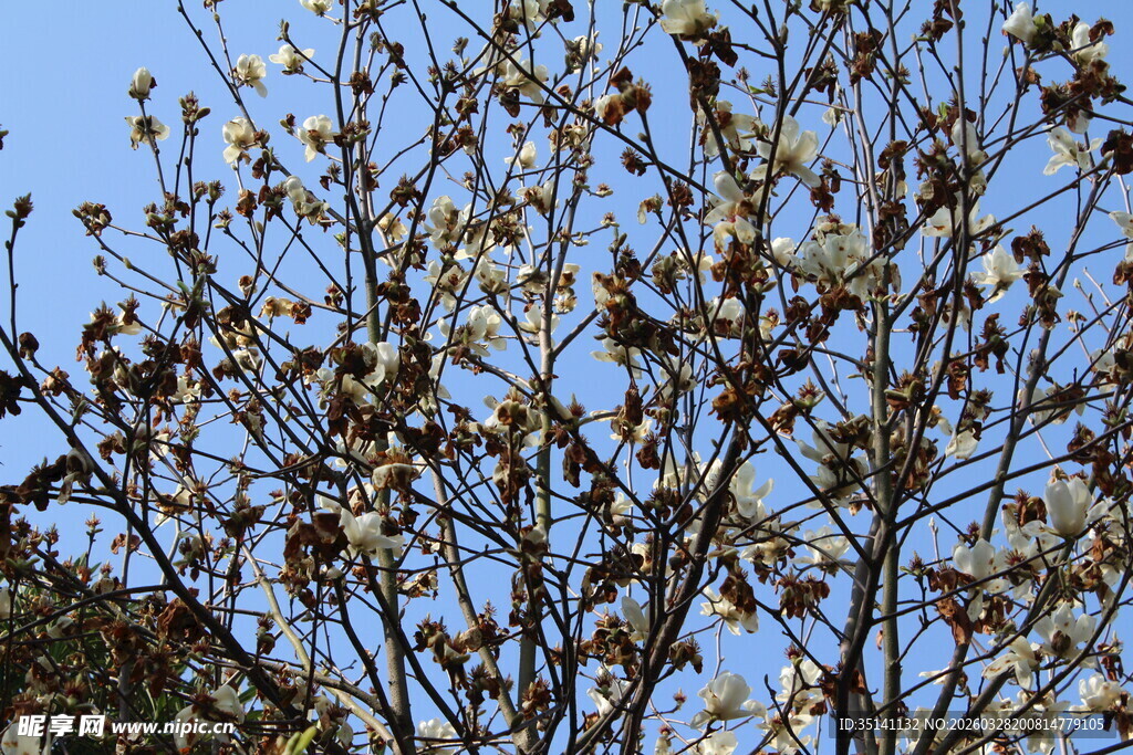 玉兰花