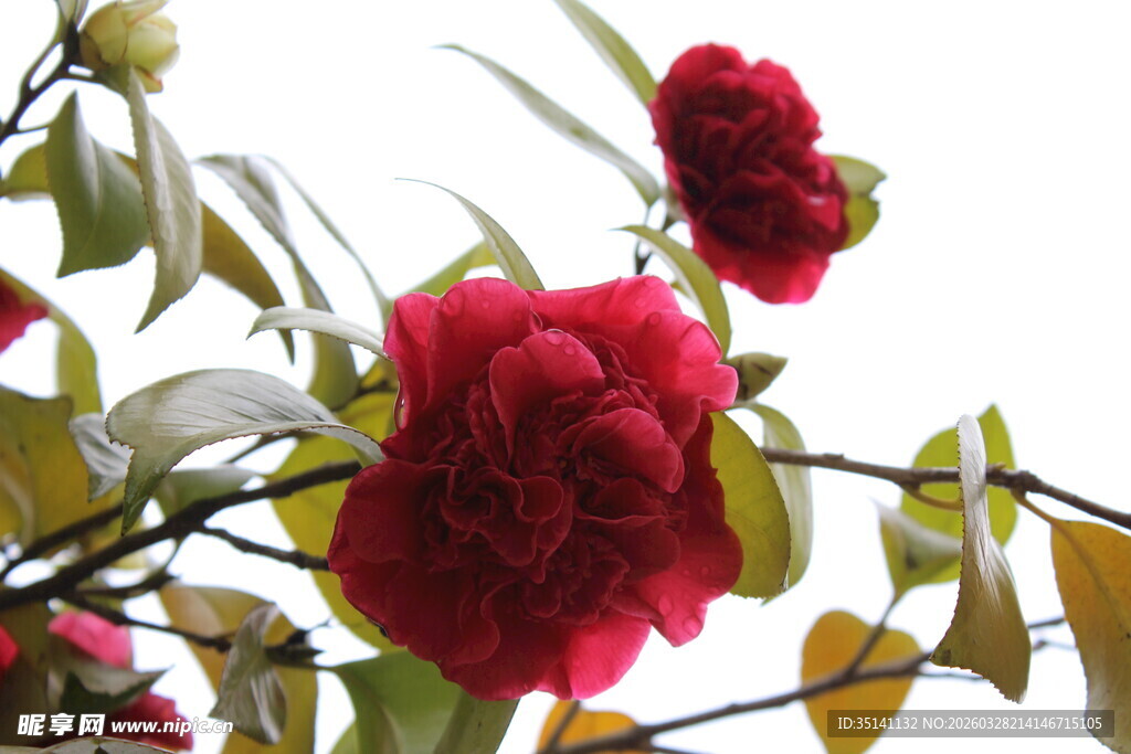 山茶花