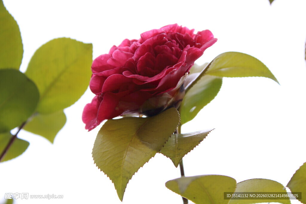 山茶花