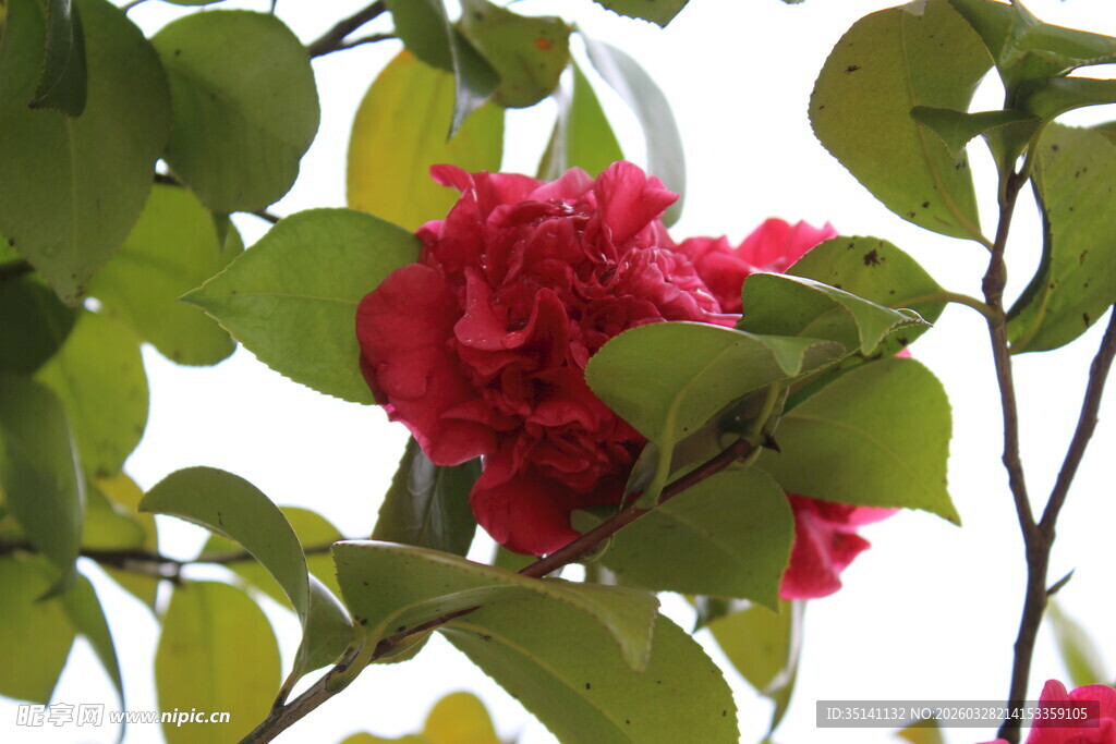 山茶花