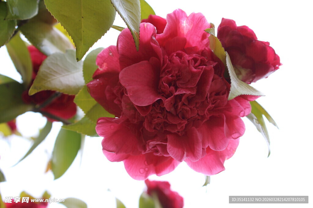 山茶花