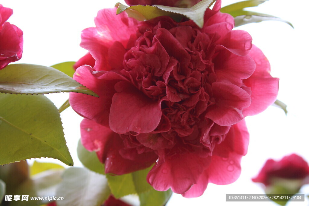 山茶花