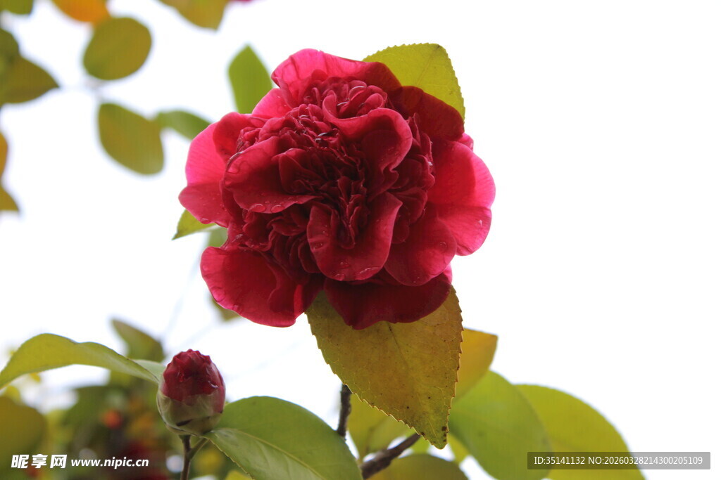 山茶花