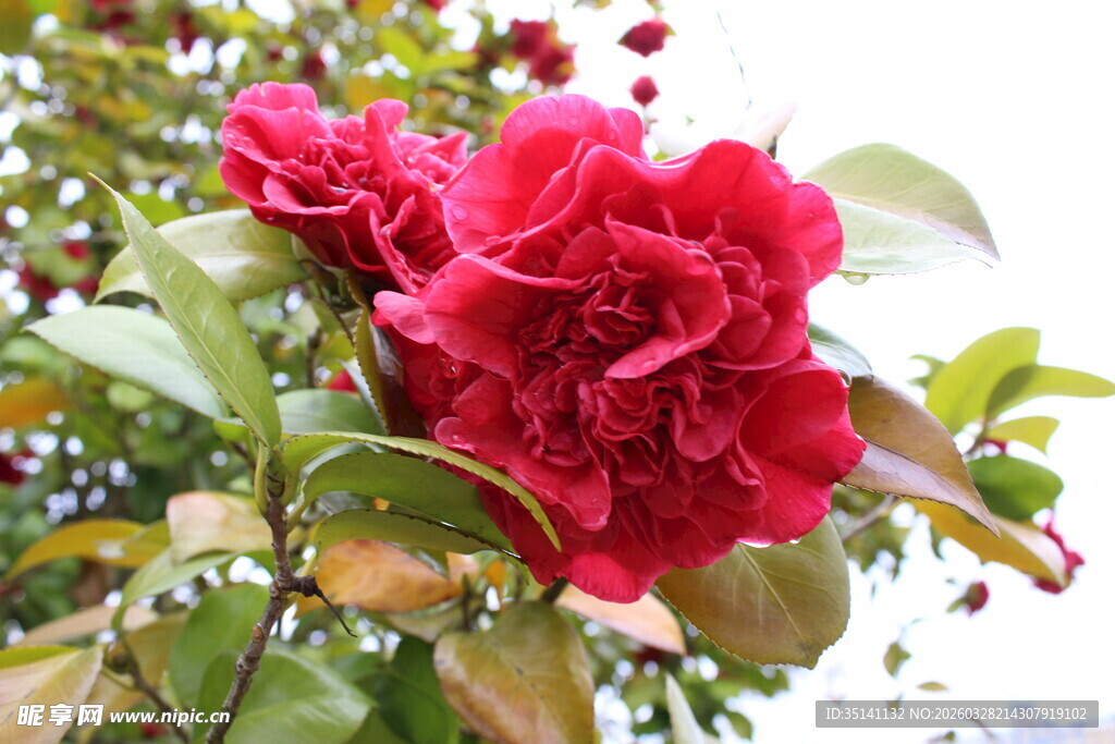 山茶花