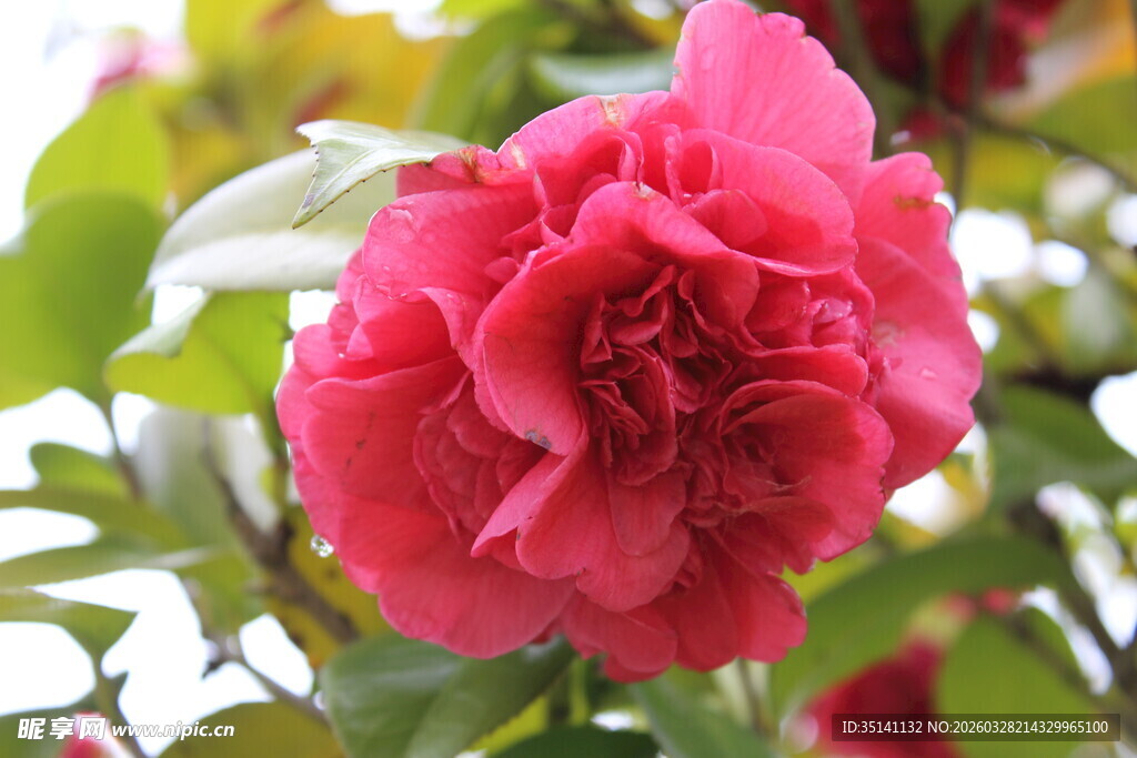 山茶花