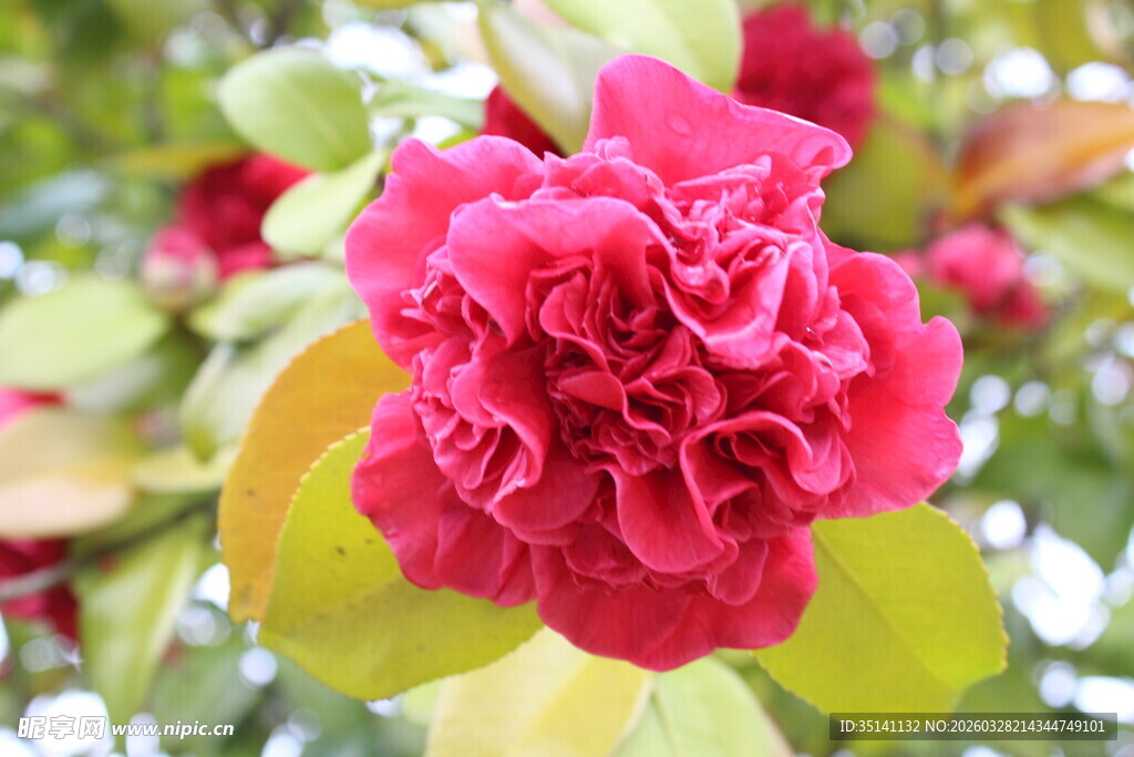 山茶花