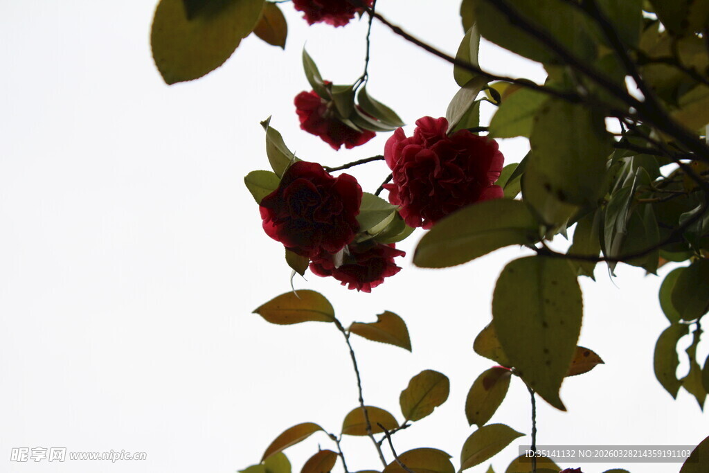 山茶花