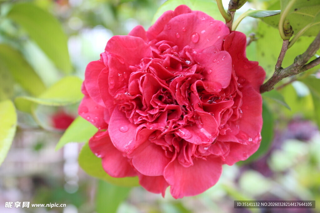 山茶花
