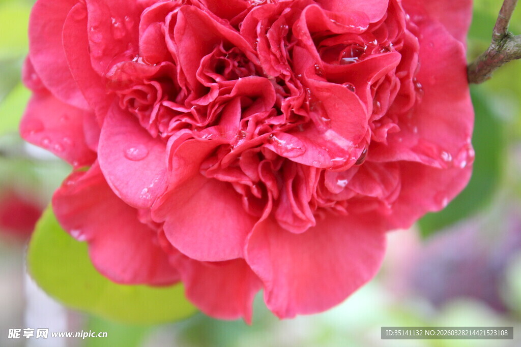 山茶花
