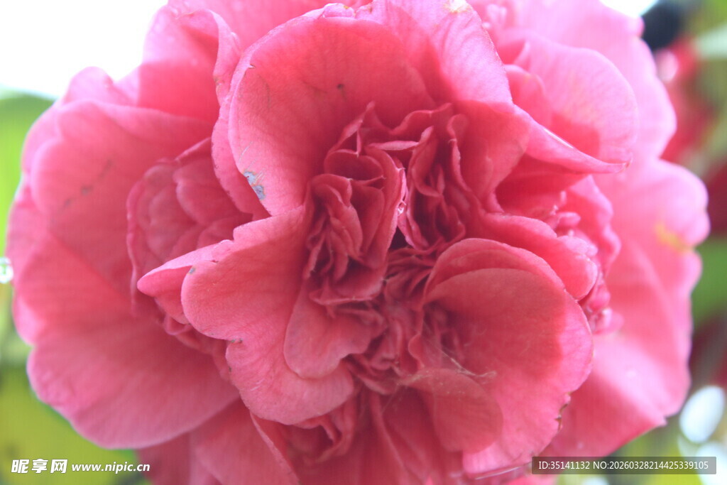 山茶花