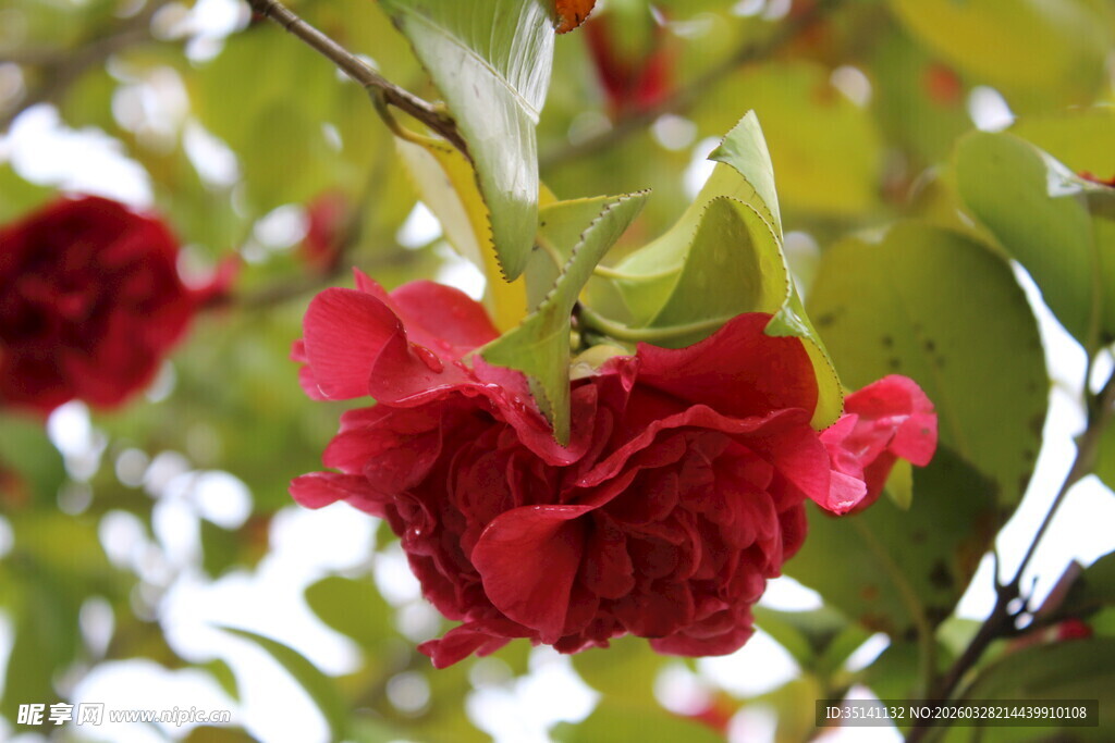 山茶花
