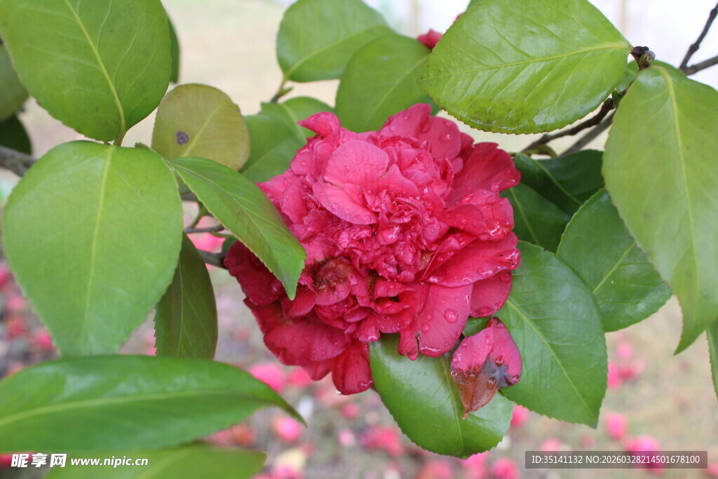 山茶花