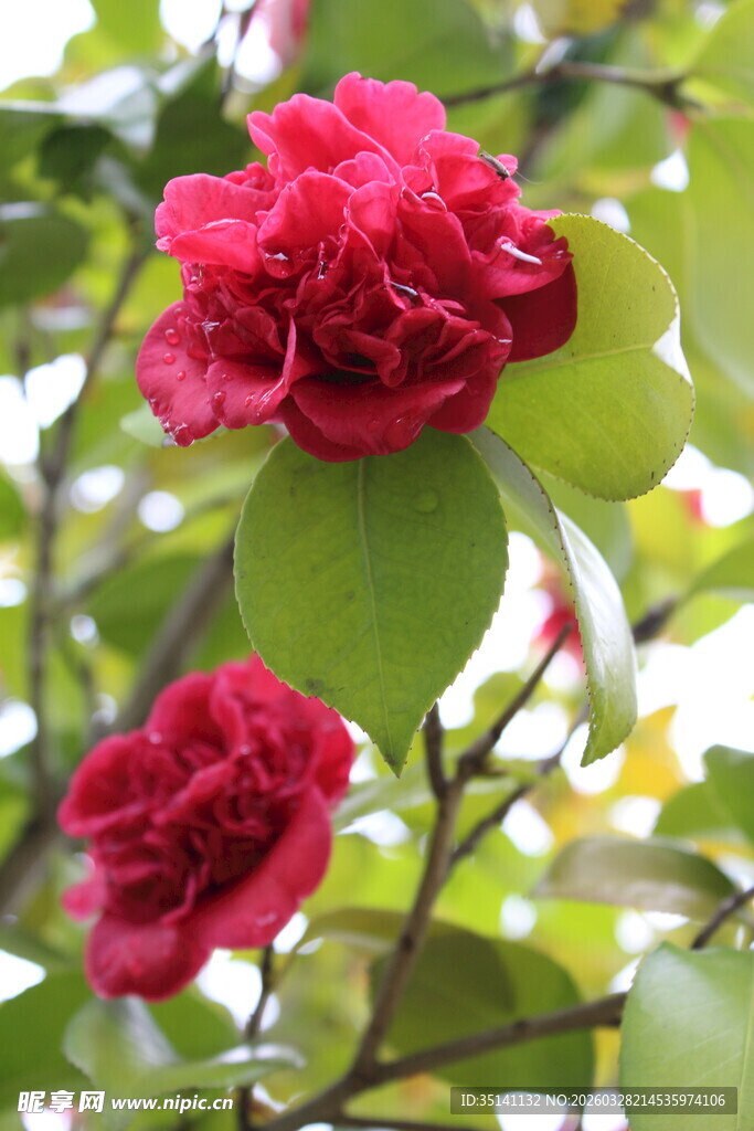 山茶花