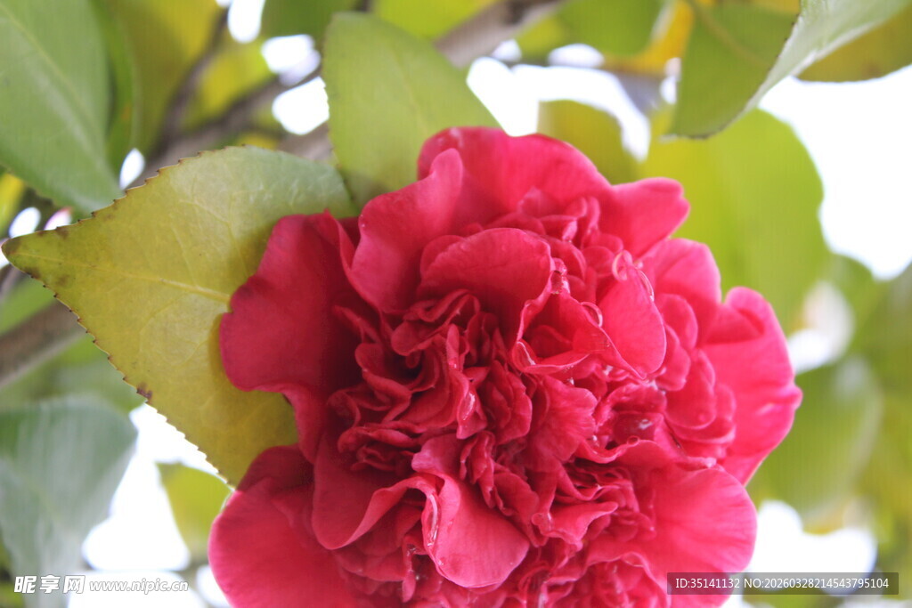 山茶花