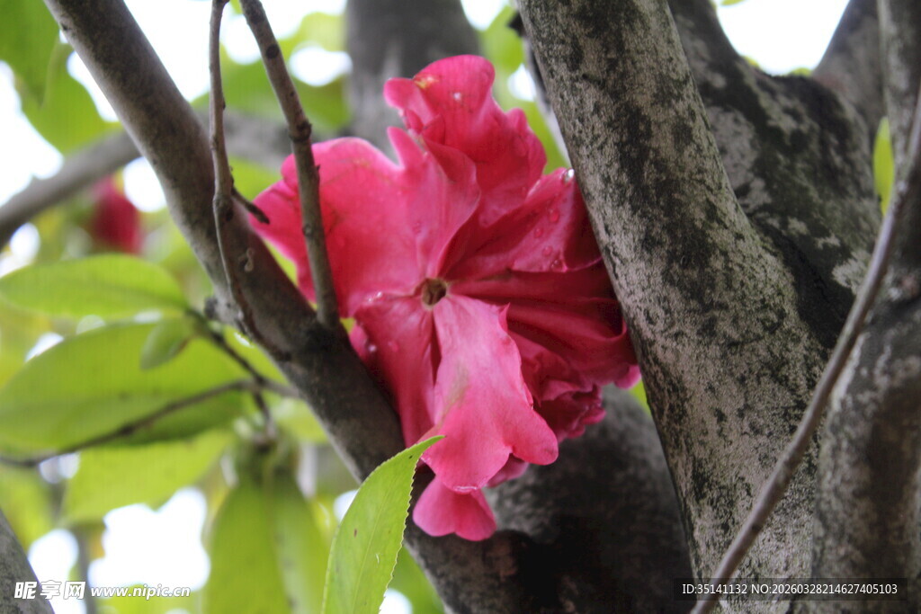 山茶花