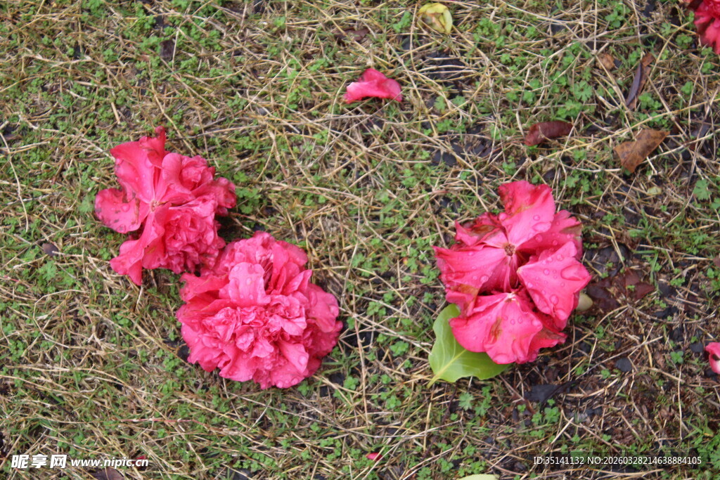 山茶花