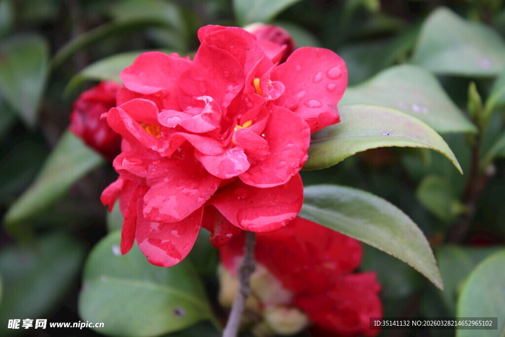 山茶花
