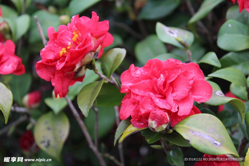 山茶花