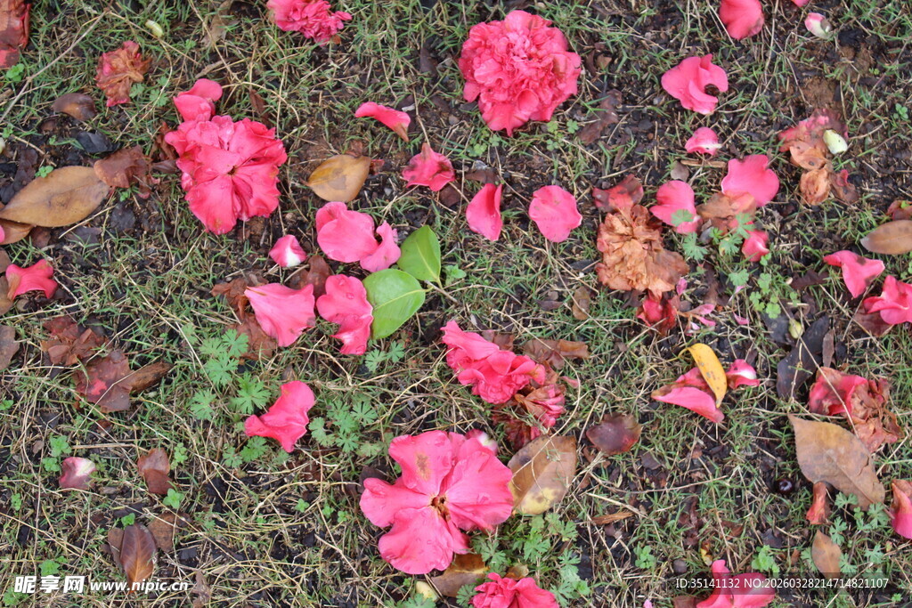 山茶花