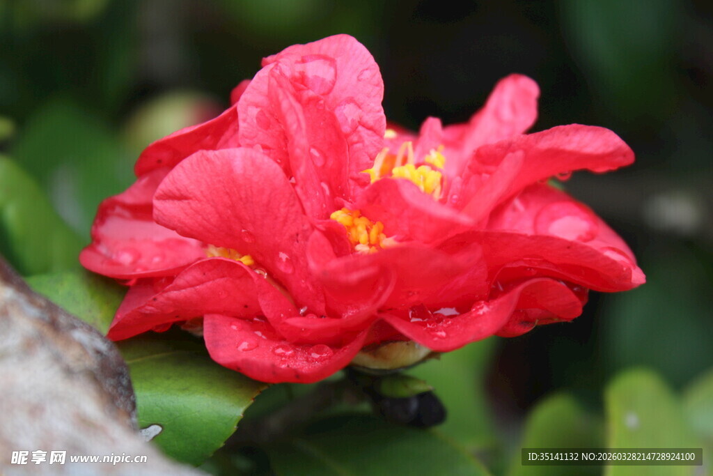 山茶花