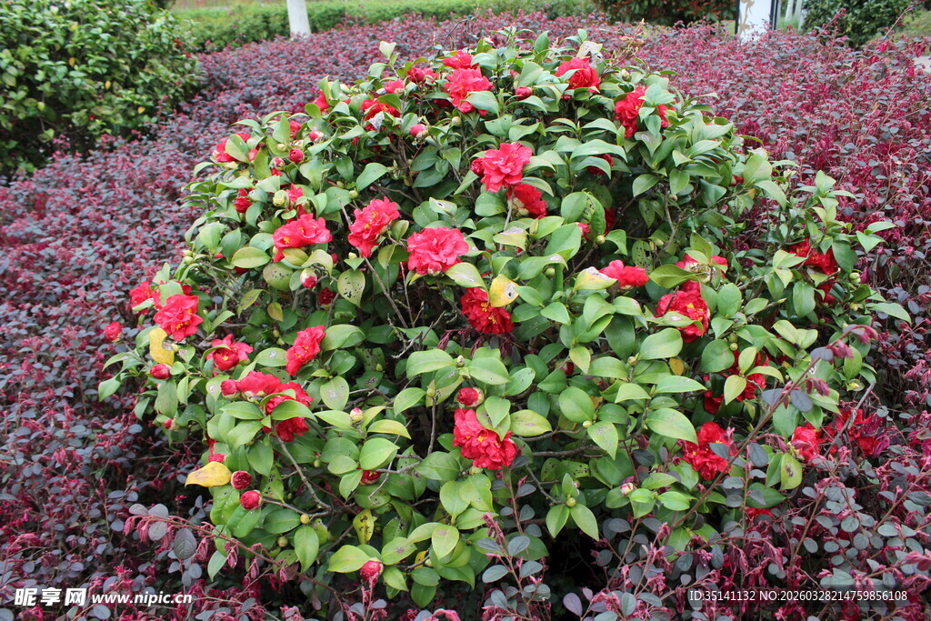 山茶花植株