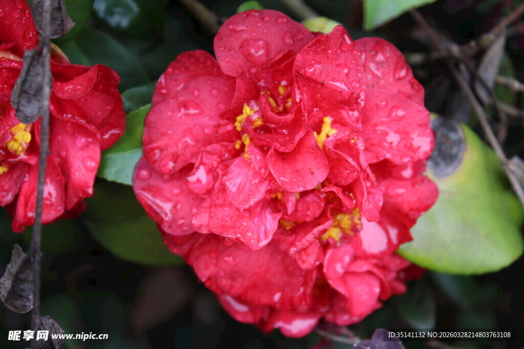 山茶花