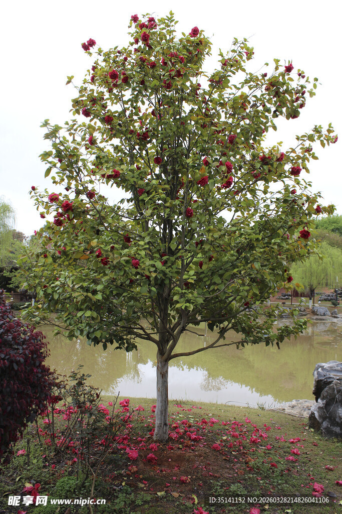 山茶花植株