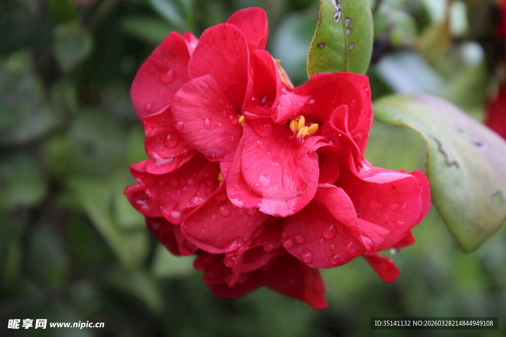 山茶花