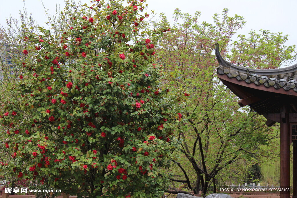 山茶花植株