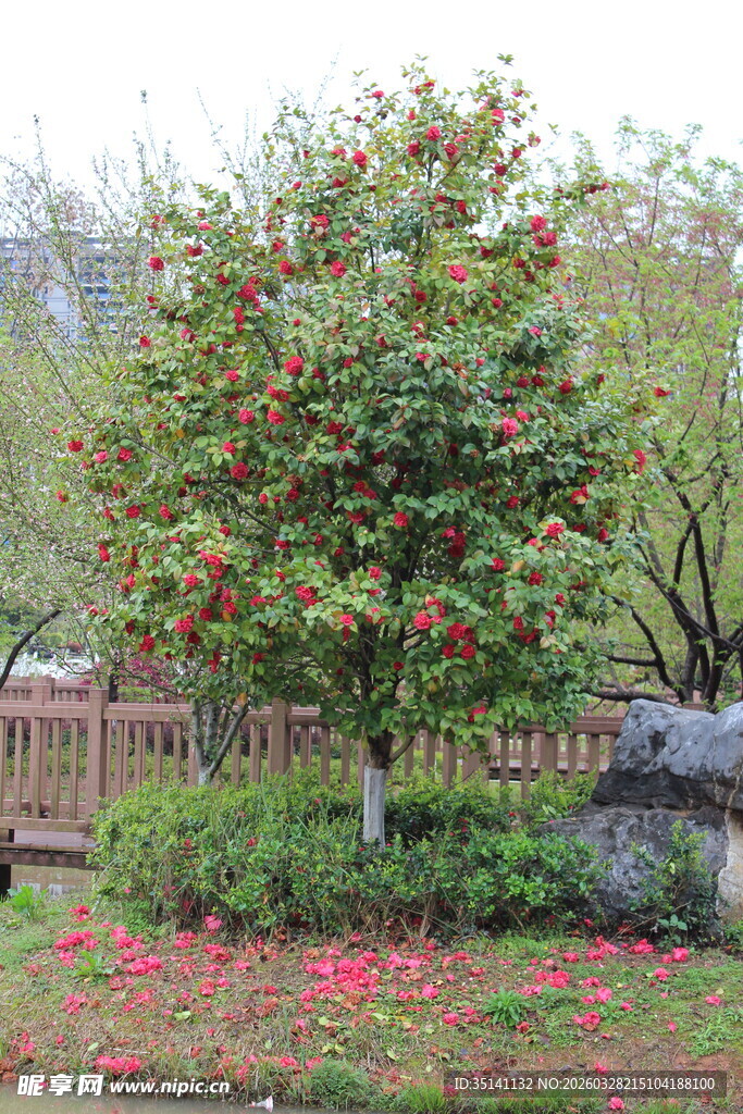 山茶花植株