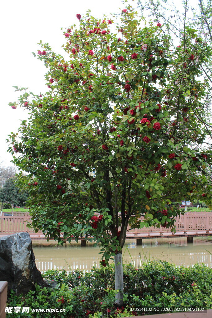 山茶花植株