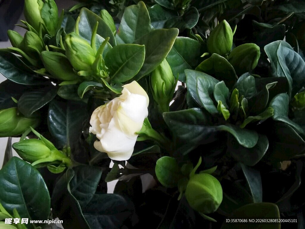 绿叶丛中的洁白栀子花