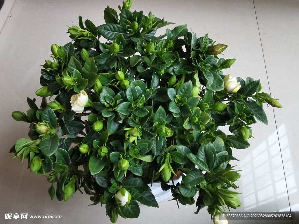 翠绿繁茂的盆栽绿植