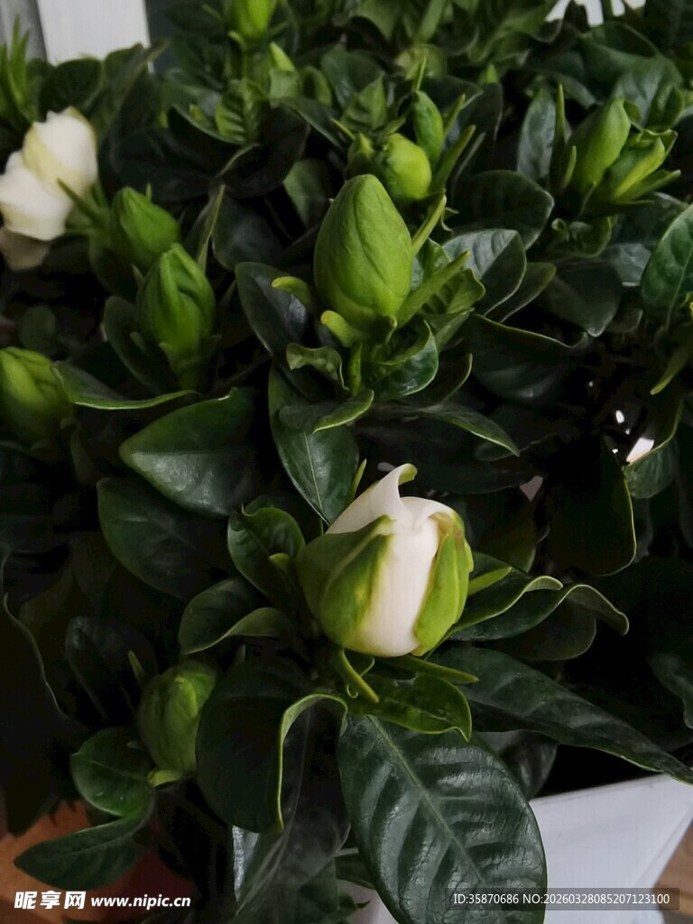 含苞待放的白色栀子花