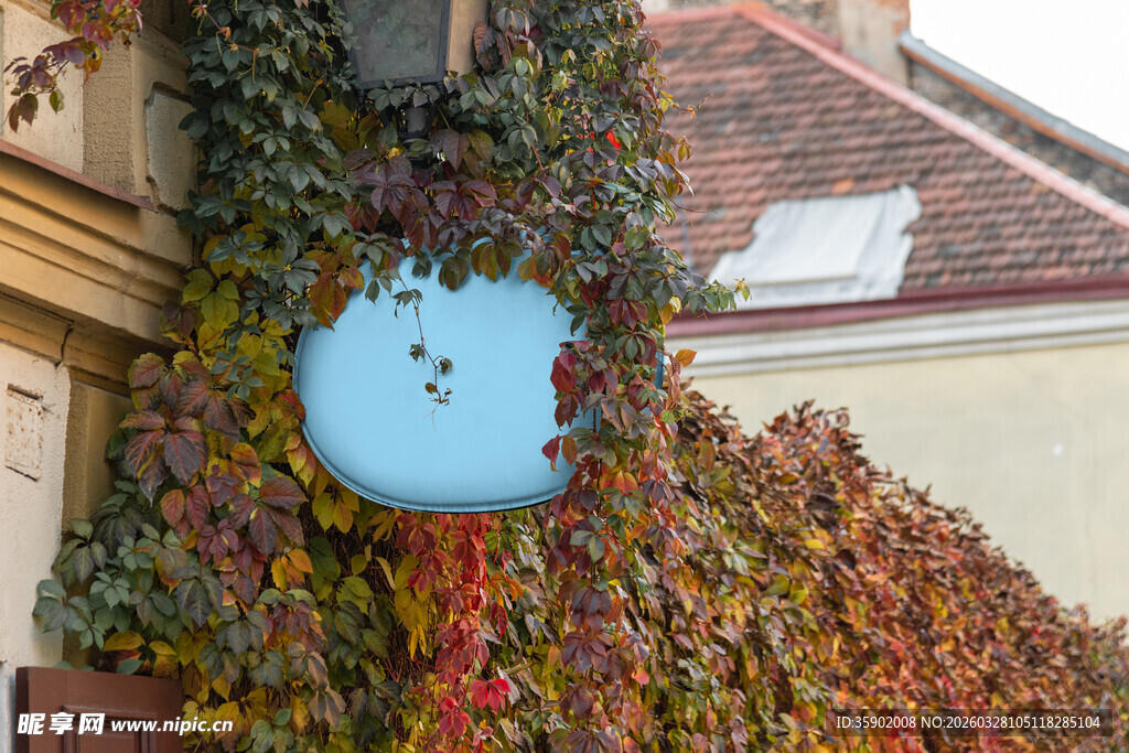 爬满藤蔓的古朴墙面邮箱