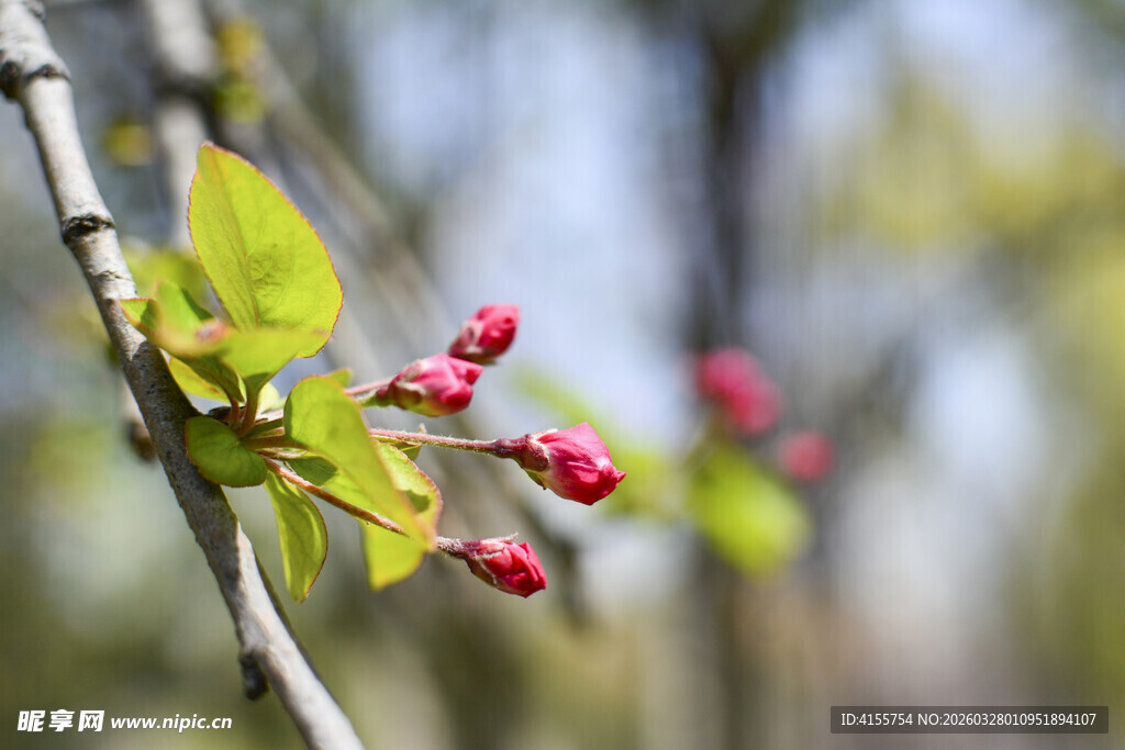 枝头红果绿叶春意浓